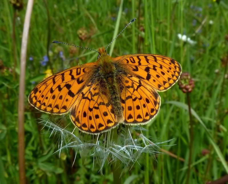 alla ricerca della Melitaea diamina